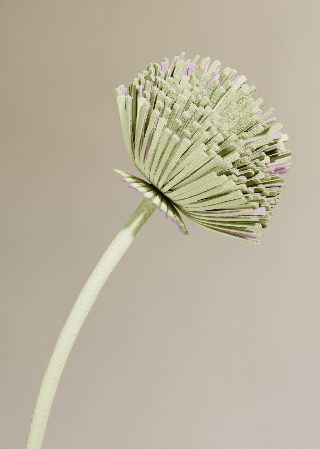 Tul Flower - Aloe — Decor